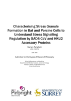 Characterising stress granule formation in bat and porcine cells to understand stress signalling regulation by SADS-CoV and HKU2 accessory proteins