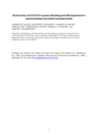 Attaching and effacing lesions caused by Escherichia coli O157:H7 in experimentally inoculated neonatal lambs