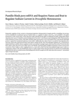 Pumilio binds para mRNA and requires Nanos and Brat to regulate sodium current in drosophila motoneurons