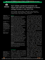Agrin mediates chondrocyte homeostasis and requires both LRP4 and α-dystroglycan to enhance cartilage formation in vitro and in vivo