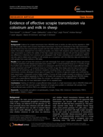 Evidence of effective scrapie transmission via colostrum and milk in sheep