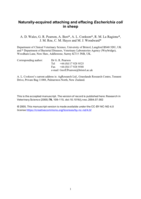 Naturally acquired attaching and effacing Escherichia coli in sheep