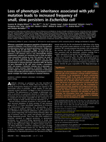 Loss of phenotypic inheritance associated with ydcI mutation leads to increased frequency of small, slow persisters in Escherichia coli