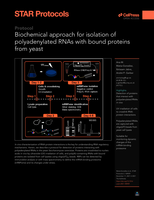 Biochemical approach for isolation of polyadenylated RNAs with bound proteins from yeast