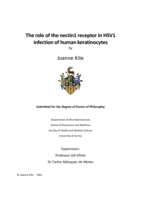 The role of the nectin1 receptor in HSV1 infection of human keratinocytes