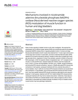 Mechanisms involved in nicotinamide adenine dinucleotide phosphate (NADPH) oxidase (Nox)-derived reactive oxygen species (ROS) modulation of muscle function in human and dog bladders