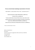 Tool Use Unravels Body Morphology Representation in the Brain