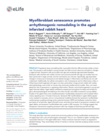Myofibroblast senescence promotes arrhythmogenic remodeling in the aged infarcted rabbit heart