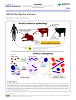 JMM Profile: Bacillus anthracis
