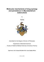 Molecular mechanisms of drug synergy and persistence in Mycobacterium tuberculosis