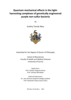 Quantum mechanical effects in the light-harvesting complexes of genetically engineered purple non-sulfur bacteria