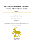 HOX Gene Dysregulation and Therapeutic Targeting in Neuroendocrine Prostate Cancer