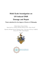 Multi-Scale Investigation on UV-induced DNA Damage and Repair