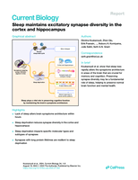 Sleep maintains excitatory synapse diversity in the cortex and hippocampus