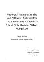 Reciprocal Antagonism: The  Imd Pathway’s Anttviral Role  and the Immune Antagonism  Role of Orthoffaviviral NS4A in Mosquitoes