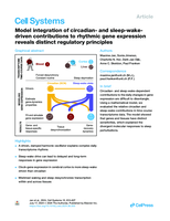 Model integration of circadian- and sleep-wake-driven contributions to rhythmic gene expression reveals distinct regulatory principles